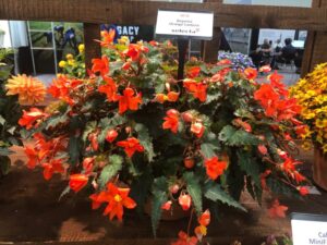 Begonia 'Orange Lantern' (Selecta One)
