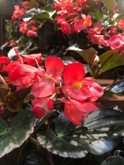 Begonia 'Surefire Cherry Cordial' (Proven Winners)