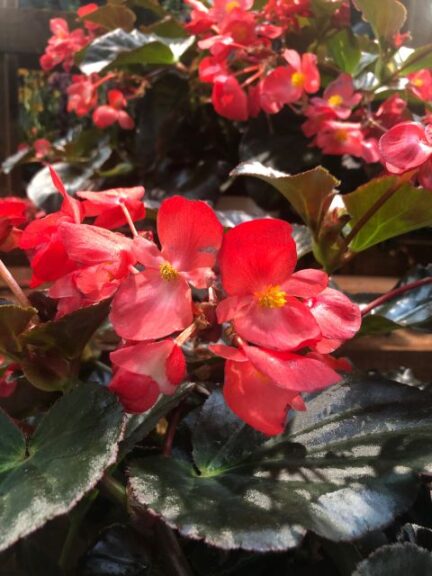 Begonia 'Surefire Cherry Cordial' (Proven Winners)