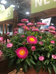 Bracteantha 'Granvia Pink' (Suntory Flowers)