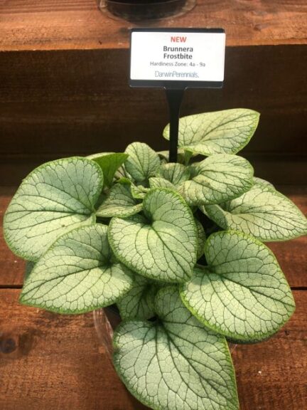 Brunnera 'Frostbite' (Darwin Perennials)