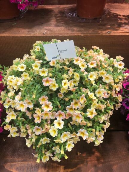 Calibrachoa 'Caramel' (Westhoff)