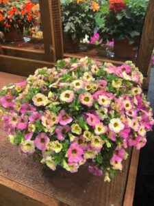 Calibrachoa 'Superbells Prism Pink Lemonade' (Proven Winners)