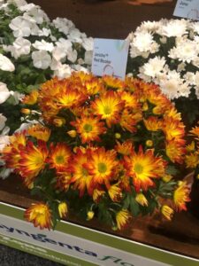 Chrysanthemum 'Jericho Red Bicolor' (Syngenta Flowers)