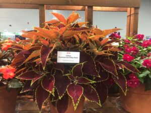 Coleus 'Premium Sun Ruby Heart' (PanAmerican Seed)