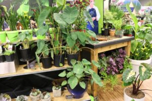 Colocasia (Gardenworld-Growing Colors2 Plant)