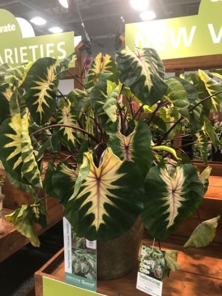 Colocasia 'Royal Hawaiian Waikiki' (Southern Living Plant Collection)