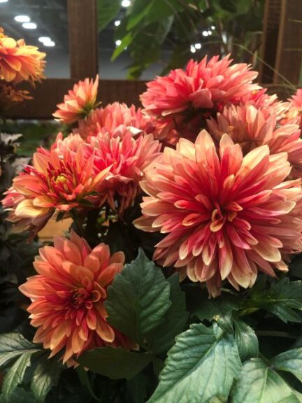 Dahlia 'Lubega Power Bronze Bicolor' (Ernst Benary of America)