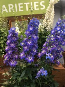 Delphinium 'Delgenius Glitzy' (Pacific Plug and Liner)
