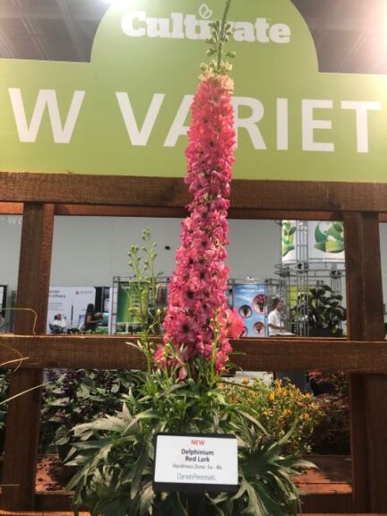Delphinium 'Red Lark' (Darwin Perennials)
