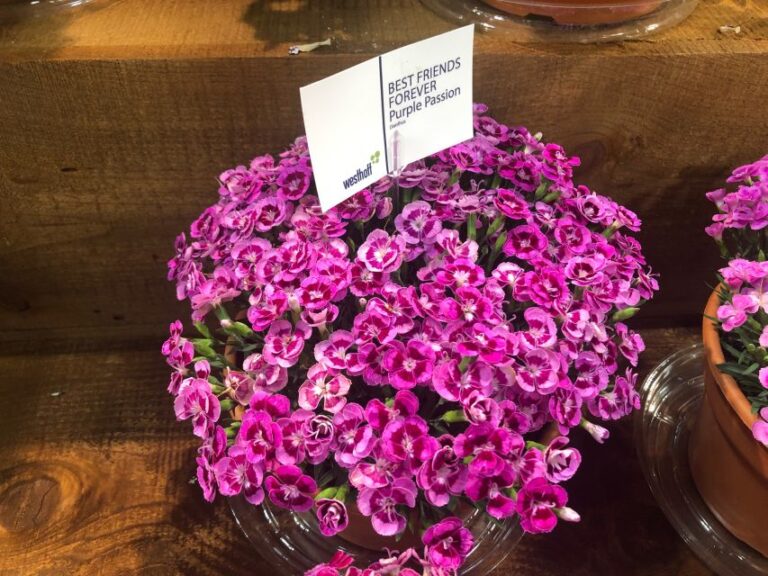 Dianthus 'Best Friends Forever Purple Passion' (Westhoff)