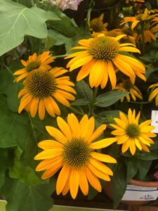 Echinacea 'Artisan Yellow Ombre' (Kieft Seed)