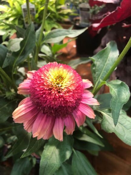 Echinacea 'Double Dipped Rainbow Sherbet' (Walters Gardens)