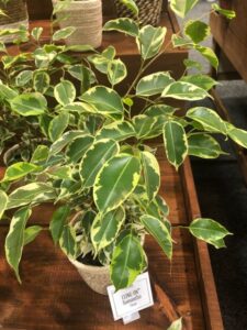 Ficus 'Cling-On Samantha' (Proven Winners)