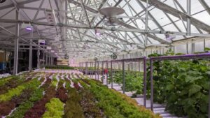 Strategies for Successful Greenhouse Maintenance Planning