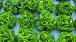 Why Wendy’s May Soon Use Greenhouses as Its Lettuce Source