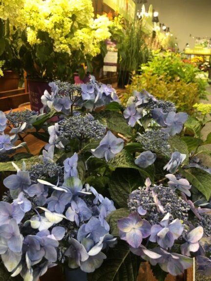 Hydrangea 'Endless Summer Pop Star' (Bailey)