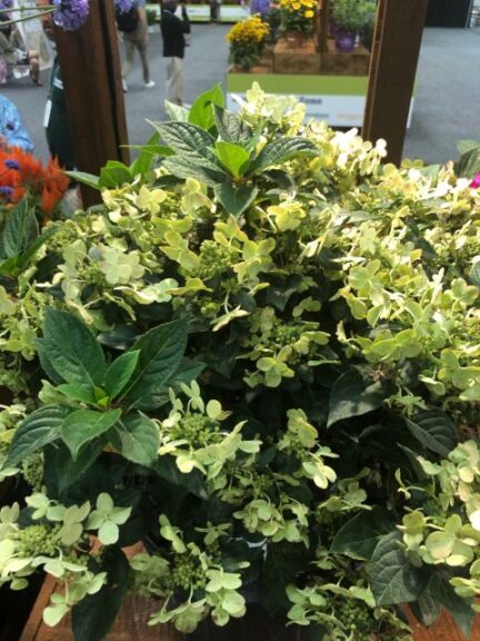 Hydrangea paniculata 'Early Evolution' (Monrovia)