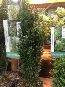 Ilex 'Red Sky' (Southern Living Plant Collection)