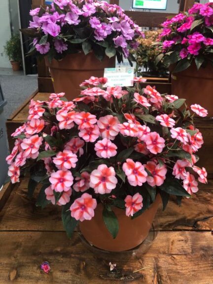 Impatiens 'Sunpatiens Peach Candy' (Sakata Ornamentals)