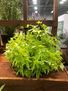 Ipomoea 'Sweet Carolina Upside Key Lime' (Proven Winners)