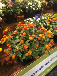 Lantana 'Bandolista Red Chili' (Syngenta Flowers)