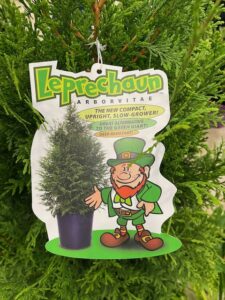 Leprechaun Arborvitae (Woodburn Nursery and Azaleas Inc.)