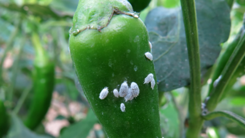 Monitor for Mealybug in the Greenhouse With These Tips