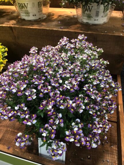 Nemesia 'Aromance Mulberry' (Proven Winners)