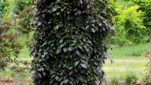 Meet the Best in Show Variety Winner From the 2022 Farwest Show