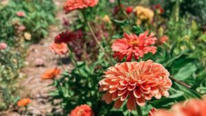 Dry, Hot Weather Impacting Floral Market in the South