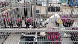 Automation Approach Frees Up Greenhouse Labor at Ammerlaan-Sosef