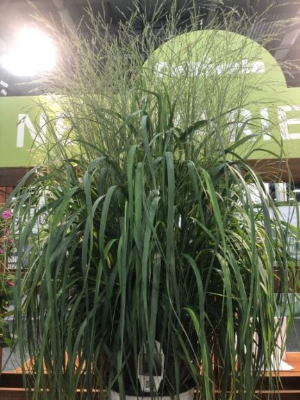 Panicum 'Prairie Winds Niagara Falls' (Proven Winners)