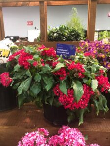 Pentas 'Starcluster Cascade Red' (Syngenta Flowers)