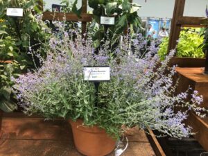 Perovskia 'Bluesette' (Kieft Seed)