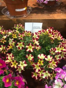 Petunia 'Crazytunia Plumbelievable' (Westhoff)