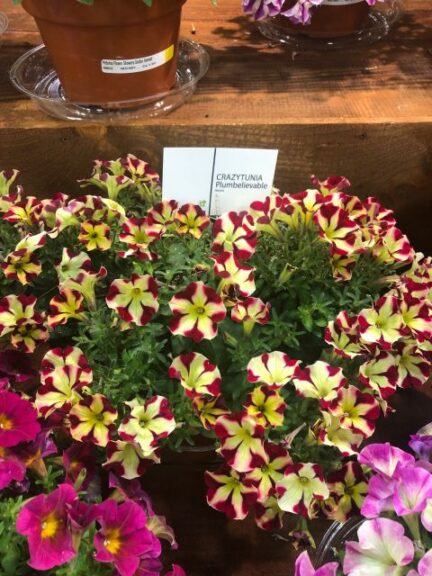 Petunia 'Crazytunia Plumbelievable' (Westhoff)