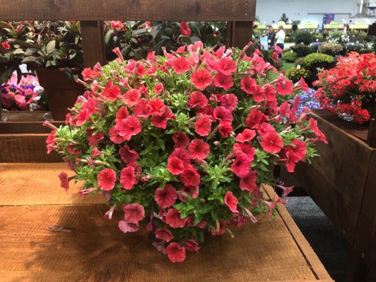 Petunia 'Supertunia Mini Vista Scarlet' (Proven Winners)
