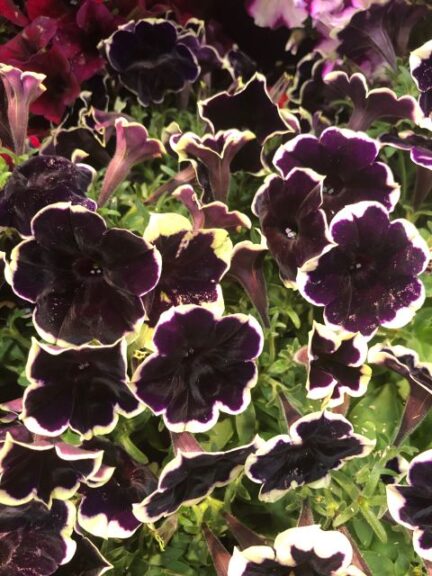 Petunia 'Sureshot Blueberries and Cream' (Ball FloraPlant)