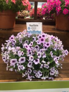 Petunia 'Surfinia Heavenly Amethyst Burst' (Suntory Flowers)