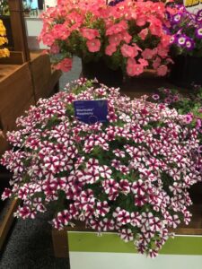 Petunia hyb. 'Shortcake Raspberry' (Syngenta Flowers)