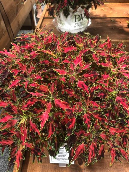 Plectranthus 'Colorblaze Mini Me Watermelon' (Proven Winners)