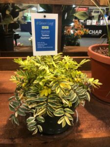 Polemonium 'Golden Feathers' (Darwin Perennials)