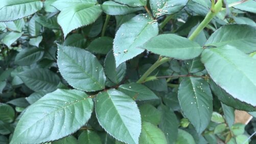 Integrate Your Insecticide Rotation in the Greenhouse with Biological Control