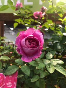 Rosa 'Raspberry Cupcake' (Star Roses and Plants)