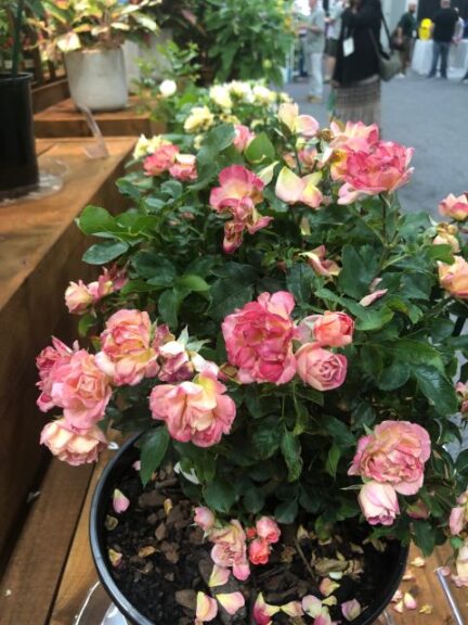 Rosa 'Sunblaze Peach' (Star Roses and Plants)