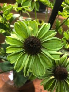 Rudbeckia 'August Forest' (Ball Ingenuity)