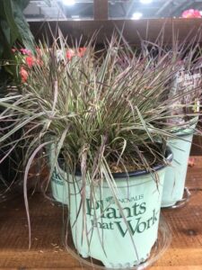 Schizachyrium scoparium 'Chameleon' (Novalis)