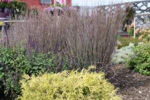 The Latest From Allan Armitage: Ornamental Grasses Can Resolve Garden Challenges for Fall