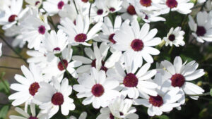 Time To Order Senetti Cuttings For Early Spring Crop